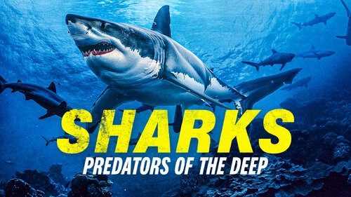 SHARKS: PREDATORS OF THE DEEP (1)