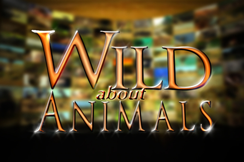 WILD ABOUT ANIMALS (1)